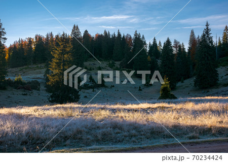 coniferous forest in autumn at sunrise. dry grass in hoarfrost on the hillside meadow. clouds on the morning sky 70234424