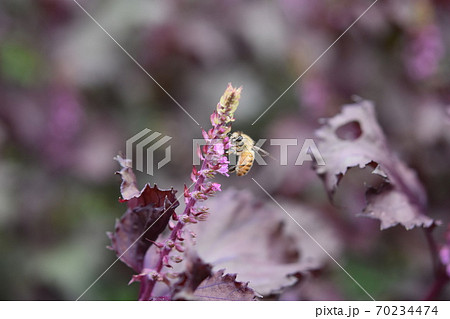 赤しその花に訪花するミツバチ 赤しその花に訪花するミツバチ 70234474