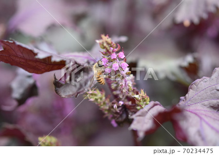 赤しその花に訪花するミツバチ 70234475