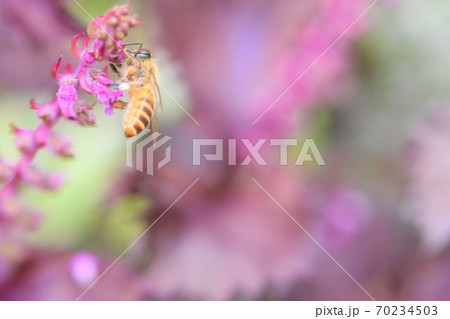 赤しその花に訪花するミツバチ 赤しその花に訪花するミツバチ 70234503