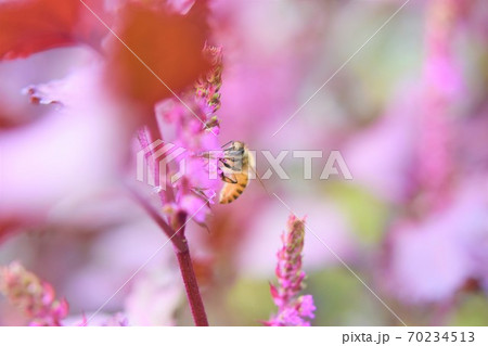 赤しその花に訪花するミツバチ 70234513