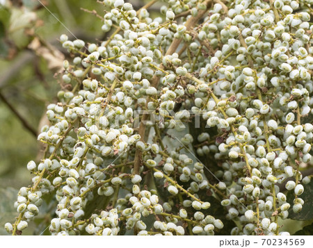 ヌルデの実 ヌルデの実 70234569