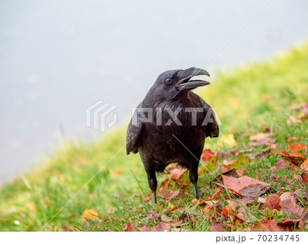 A black Raven on the grass  70234745