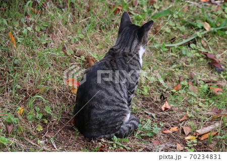 狙った獲物を取り逃がし黄昏る猫の背中の写真素材