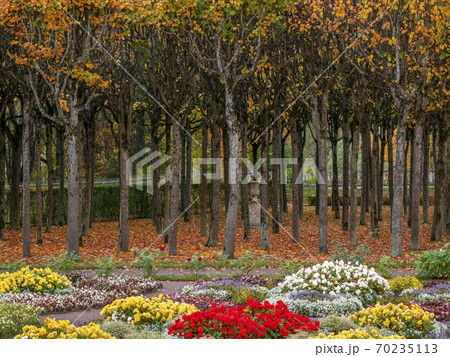 autumn park with a flowerbed and a row of trees 70235113
