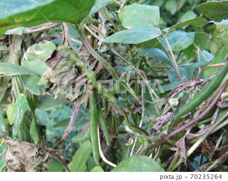 昭和の森の田圃の用水路近く小豆の原種ヤブツルアズキ 昭和の森の田圃の用水路近く小豆の原種ヤブツルアズキ 70235264