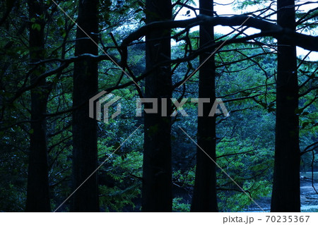 樹海 70235367