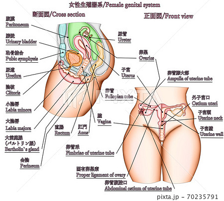 Female genital groin area structure illustration - Stock Illustration  [71035293] - PIXTA