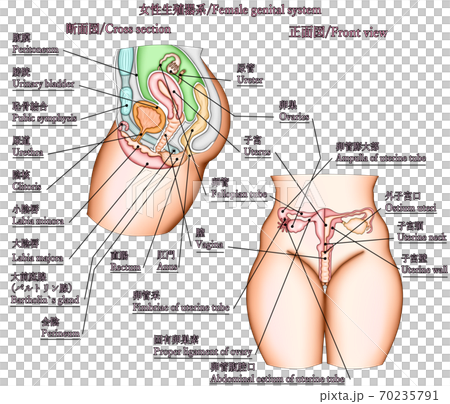女性生殖器構造イラスト説明付き セット 70235791