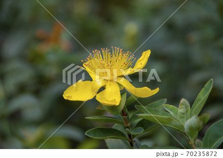 オトギリソウ オトギリソウ 70235872