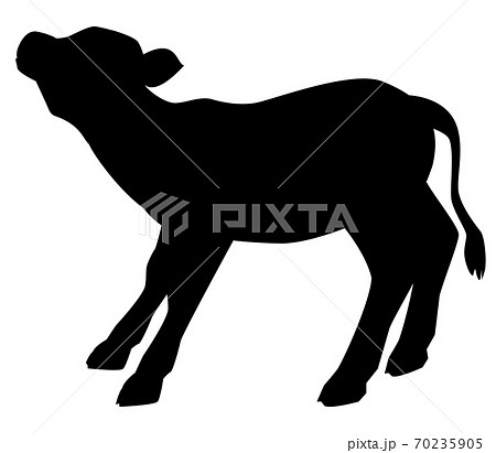 show calf silhouette