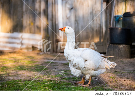 old white goose portait on nature outdoor 70236317