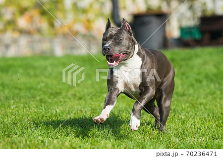 cute Blue hair American Staffordshire Terrier dog 70236471