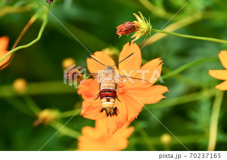 オオスカシバ 70237165