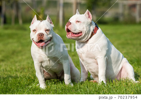Two American Bully puppies dogs are sitting 70237954