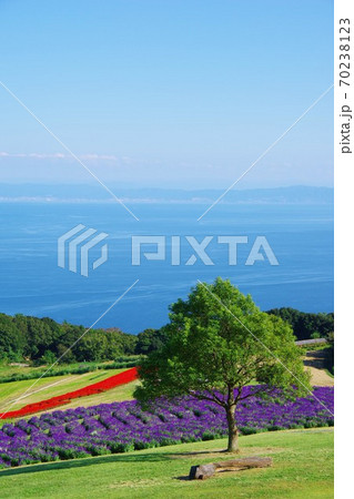 兵庫県淡路島　あわじ花さじき（対岸に大阪南部を望む） 70238123