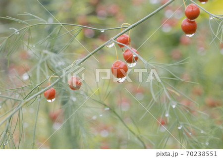 雨に濡れるアスパラガスの実 70238551
