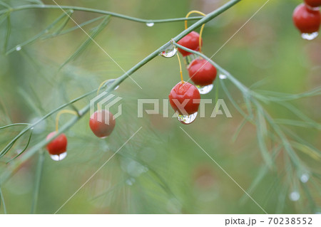 雨に濡れるアスパラガスの実 70238552