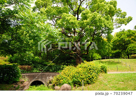 於大公園のクスノキ 於大公園のクスノキ 70239047