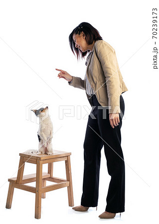 Young Asian woman dressed with chiuhuahua Young Asian woman dressed with chiuhuahua 70239173