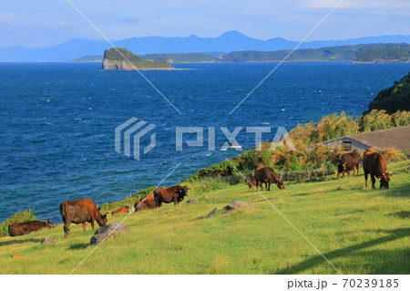 【佐賀県】杉の原放牧場の牛 70239185