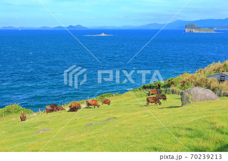 【佐賀県】杉の原放牧場の牛 70239213