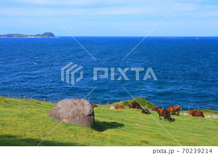 【佐賀県】杉の原放牧場の牛 【佐賀県】杉の原放牧場の牛 70239214