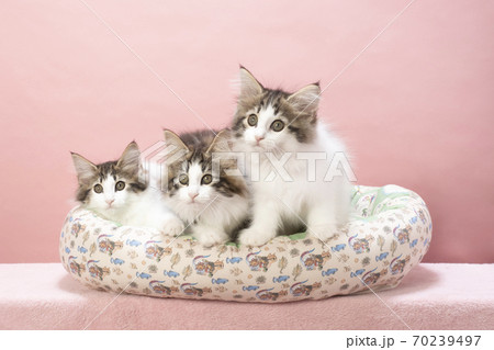 猫ベッドに入った3匹の仔猫 猫ベッドに入った3匹の仔猫 70239497