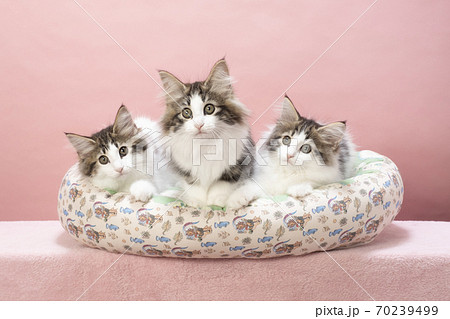 猫ベッドに入った3匹の仔猫 70239499