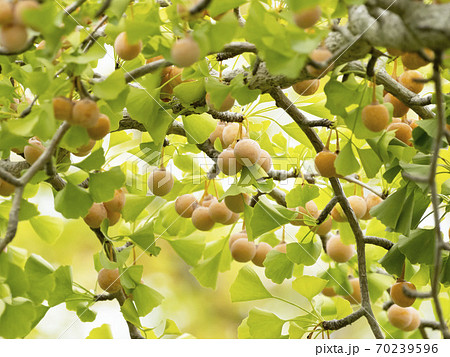 鈴なりの銀杏 70239596