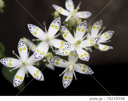 アケボノソウの花 アケボノソウの花 70239598
