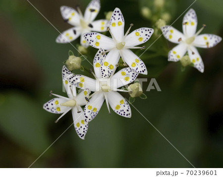 アケボノソウの花 70239601