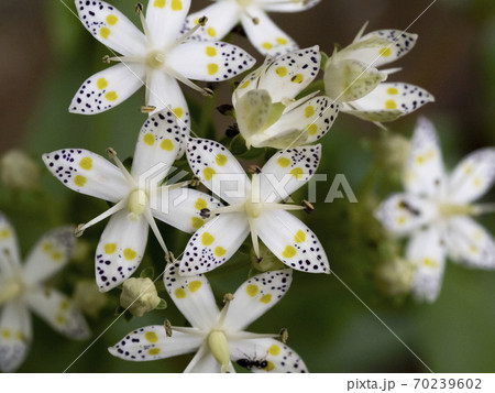 アケボノソウの花 70239602