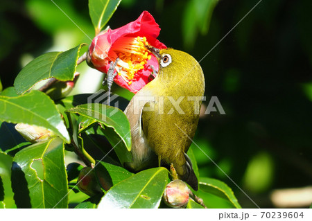 ツバキの花を吸蜜するメジロ 70239604