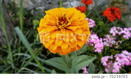 Colorful bougainvillea flower isolated on natural green background 70239703