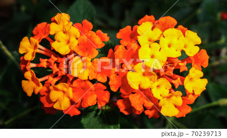 Colorful bougainvillea flower isolated on natural green background Colorful bougainvillea flower isolated on natural green background 70239713