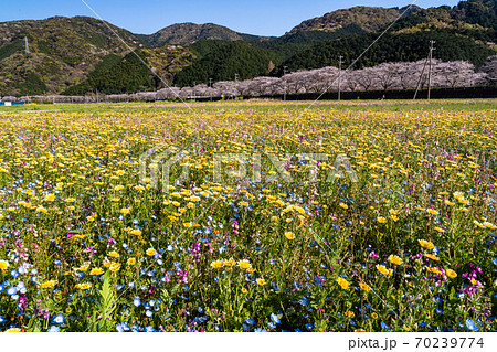 （静岡県）松崎町・田んぼをつかった花畑 70239774
