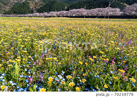 （静岡県）松崎町・田んぼをつかった花畑 70239776