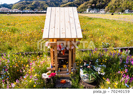(静岡県)松崎町・田んぼをつかった花畑 花畑神社 (静岡県)松崎町・田んぼをつかった花畑 花畑神社 70240159