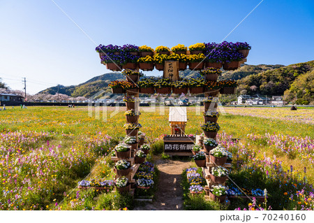 （静岡県）松崎町・田んぼをつかった花畑　TOKYO 2020　聖火リレー 70240160