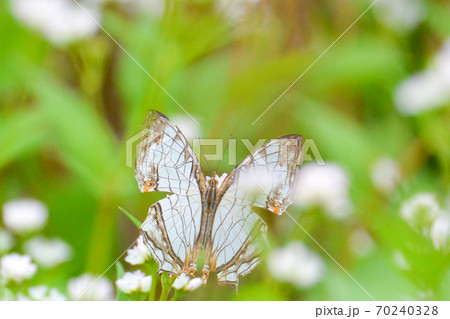 イシガケチョウを大阪で見つけた。 70240328