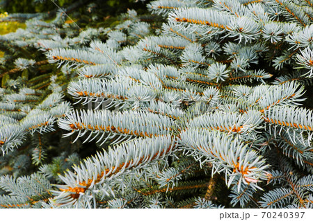 green prickly branches of a fur-tree or pine. green prickly branches of a fur-tree or pine. 70240397