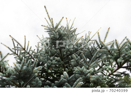 green prickly branches of a fur-tree or pine. green prickly branches of a fur-tree or pine. 70240399