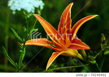 Bud of flowering orange lily in the garden. 70240402