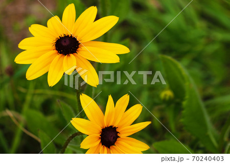 A Black-eyed Susan. Rudbeckia hirta flower in the midst. A Black-eyed Susan. Rudbeckia hirta flower in the midst. 70240403