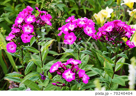 Tall pink perennial phlox in the summer garden. Tall pink perennial phlox in the summer garden. 70240404