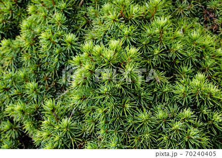 green prickly branches of a fur-tree or pine. green prickly branches of a fur-tree or pine. 70240405