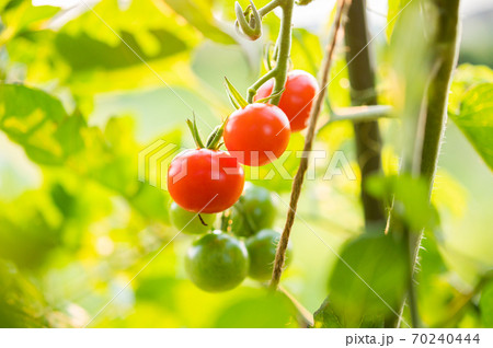 丸みがキレイな家庭菜園のミニトマトの写真素材