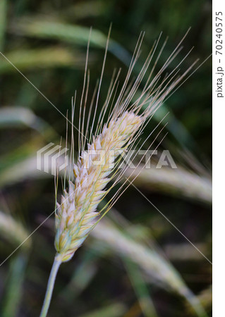 close-up of barley ears with blurry background, selective focus. close-up of barley ears with blurry background, selective focus. 70240575