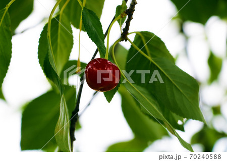 Closeup of cherry with drops on cherry-tree in orchard. Shallow focus depth. Closeup of cherry with drops on cherry-tree in orchard. Shallow focus depth. 70240588